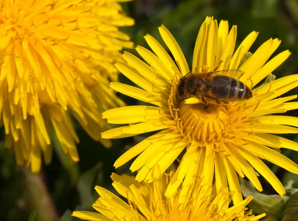 stock image Dandelion