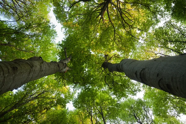 De groene beuken bomen — Stockfoto