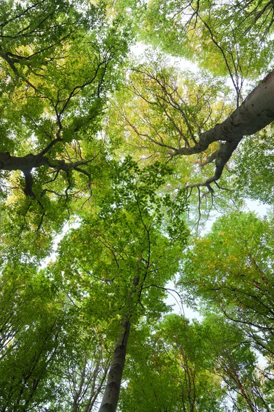 De groene beuken bomen — Stockfoto