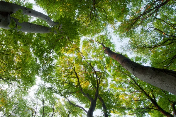Yeşil kayın ağaçları — Stok fotoğraf