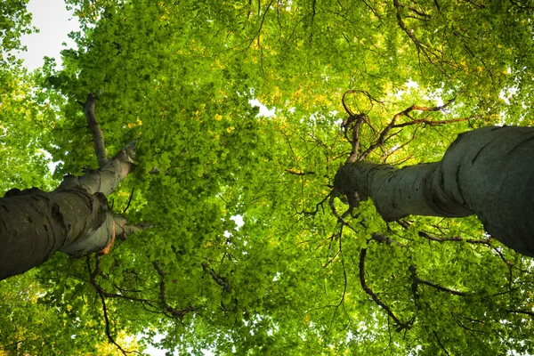 Yeşil kayın ağaçları — Stok fotoğraf