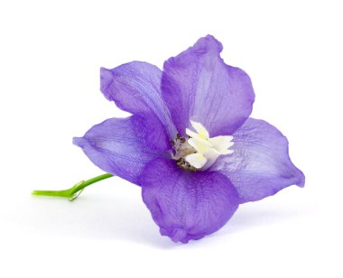 Violet vlower clipart