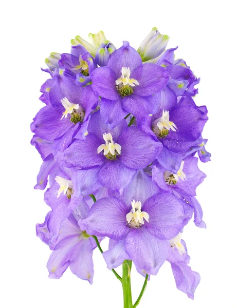 Violet vlower — Stock Photo, Image