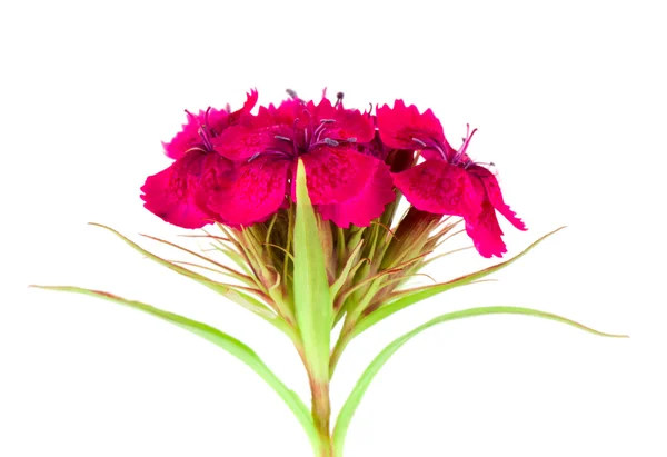 Kırmızı çiçek — Stok fotoğraf