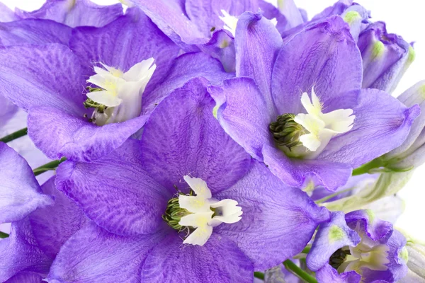 Violet vlower — Stockfoto