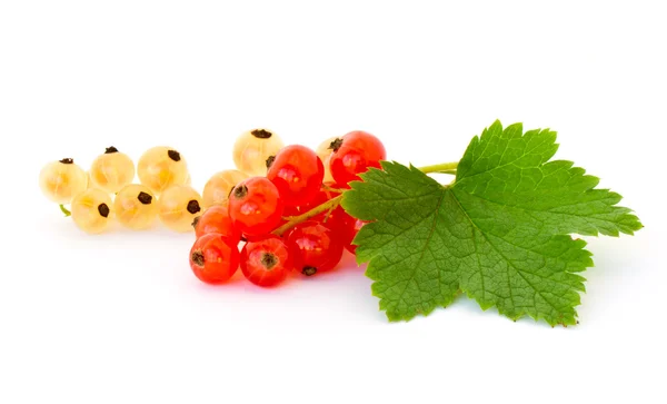 Yellow and red currant — Stock Photo, Image