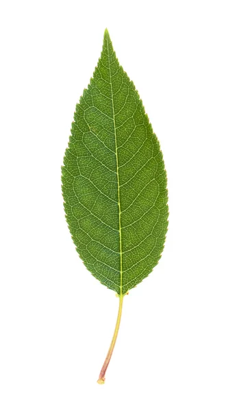 Cherry leaf Stock Image