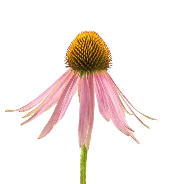 Echinacea — Fotografia de Stock