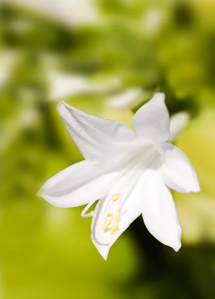 Vit lilja — Stockfoto