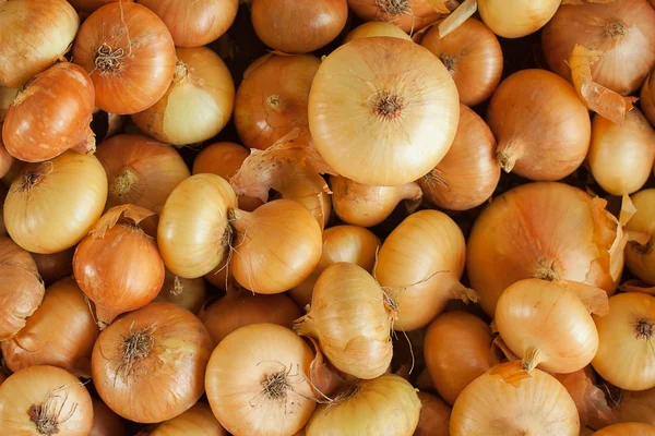 stock image Onion background close-up studio shot