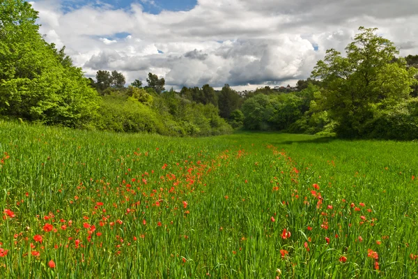 Červené Vlčí máky v jarní zelené pole se zamračená obloha — Stock fotografie