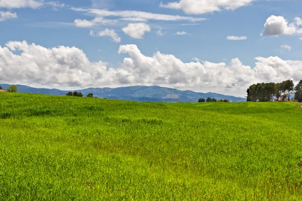 青い空と雲がバック グラウンドでのグリーン フィールド — ストック写真