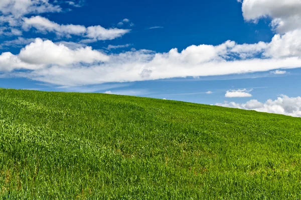 Зеленое поле с голубым небом и облаками на фоне — стоковое фото