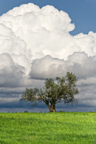 Olivo solitario contra nubes de tormenta — Foto de Stock