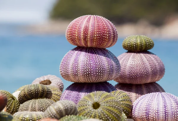 Shells on the beach — Stock Photo, Image