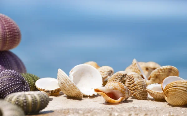 Kagylók a parton — Stock Fotó