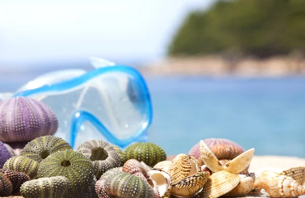 Раковины и маска на пляже — стоковое фото