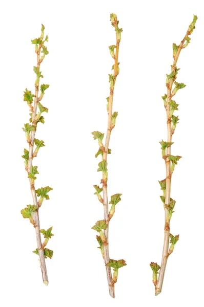 Three twigs — Stock Photo, Image