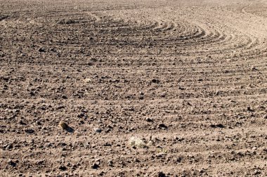 Ploughed field clipart