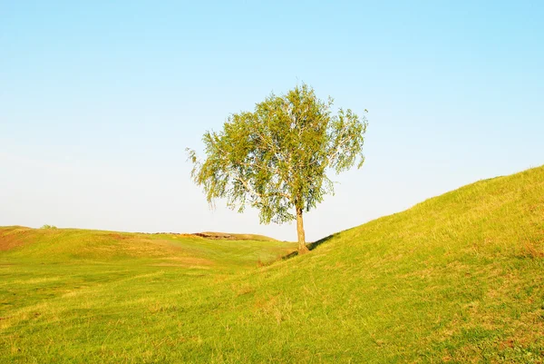 Alan ağaç — Stok fotoğraf