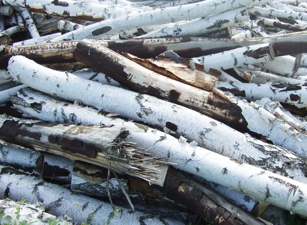 Pile of Logs — Stock Photo, Image