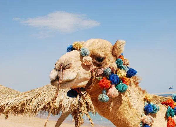 Camello sobre cielo —  Fotos de Stock