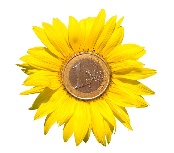 Słonecznik monety — Zdjęcie stockowe
