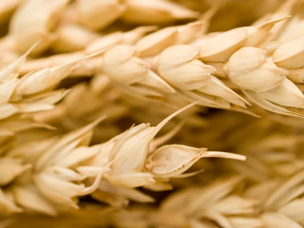 Wheat- — Stock Photo, Image