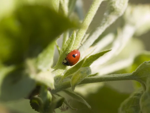 stock image Ladybug