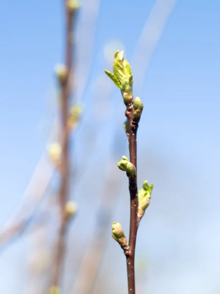 stock image Spring