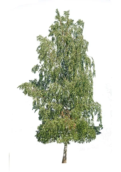Beyaz arka plan üzerinde izole huş ağacı — Stok fotoğraf
