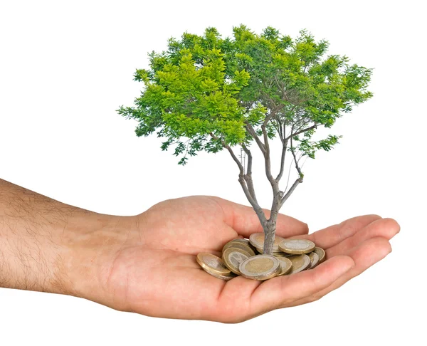 Palms with a sapling growng from pile of coins — Stock Photo, Image