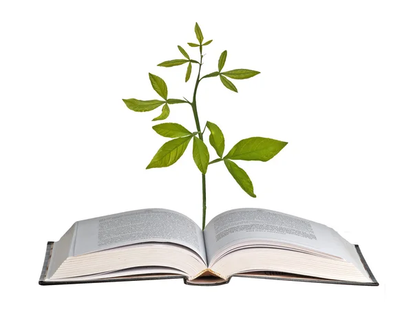 Açık kitap büyüyen bitki — Stok fotoğraf