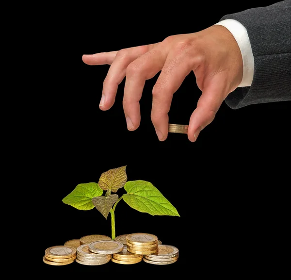 Sapling growing from coins — Stock Photo, Image