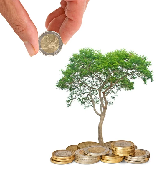 Drzewa rosnące z monet — Zdjęcie stockowe