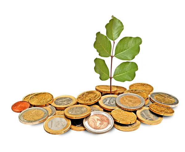 Sapling crescendo a partir de pilha de moedas — Fotografia de Stock