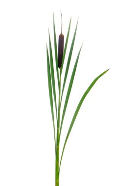 Typha flower clipart