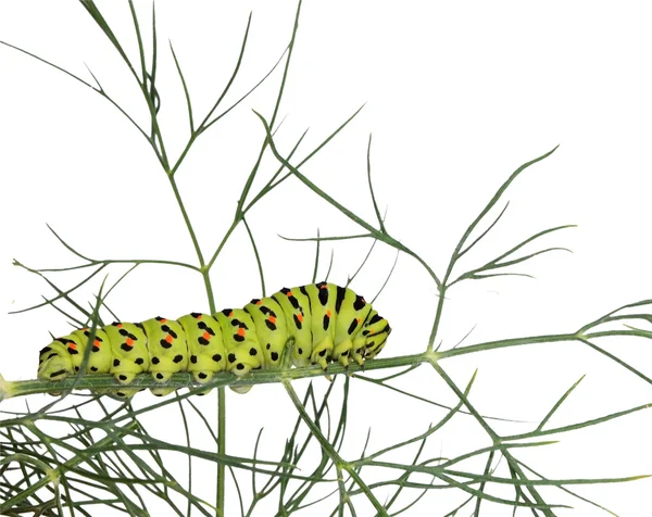 Caterpillar beyaz zemin üzerine izole çimenlerin üzerinde — Stok fotoğraf