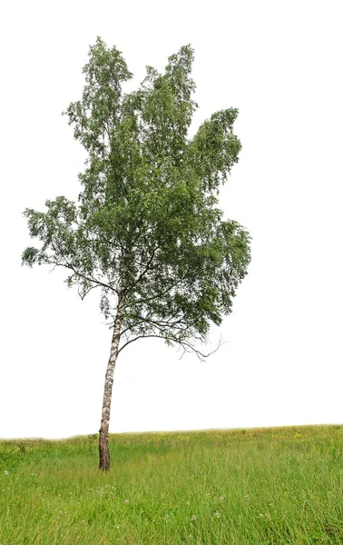 バーチの木 — ストック写真
