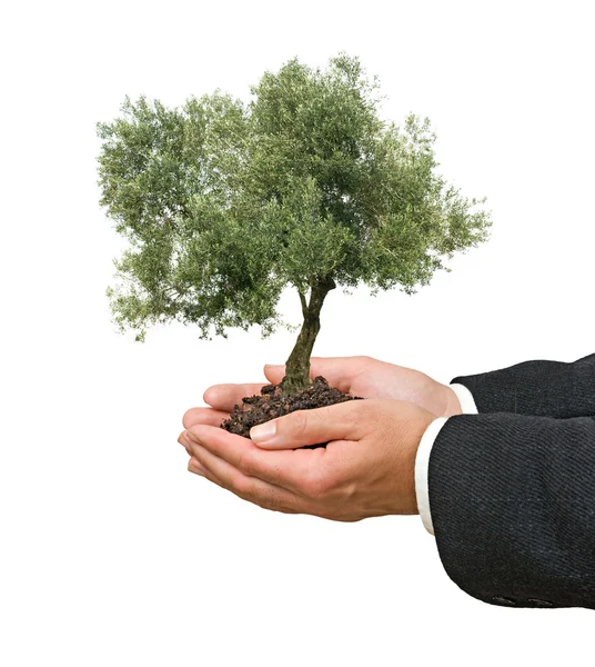 Оливковое дерево в руках — стоковое фото