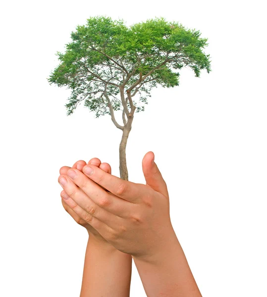 Tree in palms as a symbol of nature protection — Stock Photo, Image