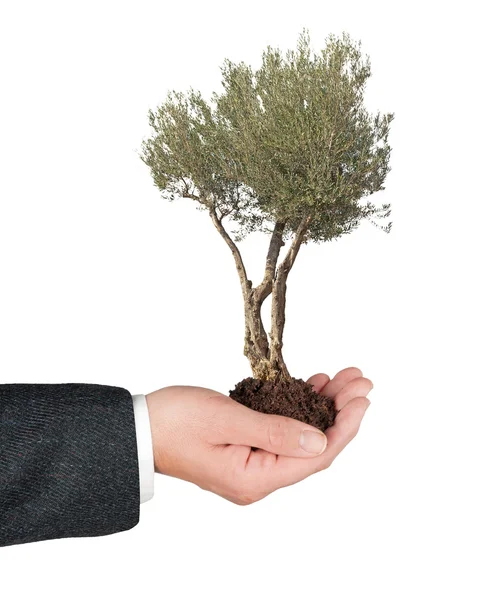Olijfboom in hand als een geschenk — Stockfoto