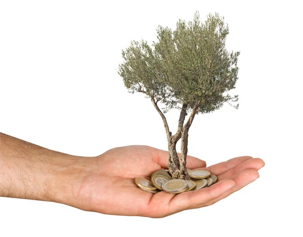 Olive tree in palm as a gift — Stock Photo, Image
