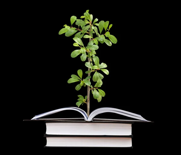 stock image Plant growing from an open book