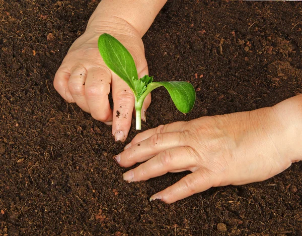 Plantering plantor — Stockfoto