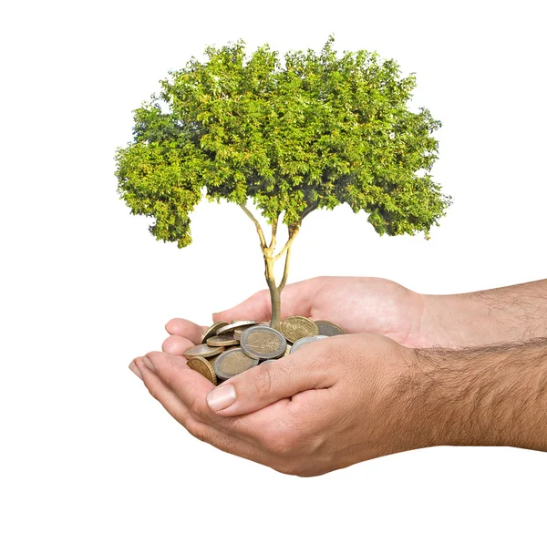 Dłonie z growng drzewko ze stosu monet — Zdjęcie stockowe