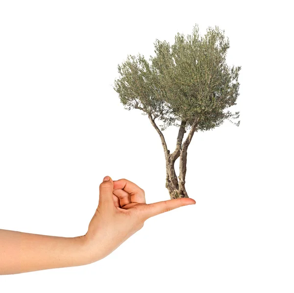 Drzewo oliwne na palec — Zdjęcie stockowe