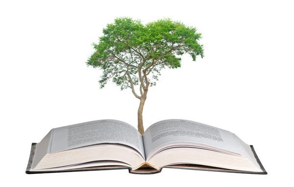 Árvore crescendo do livro — Fotografia de Stock