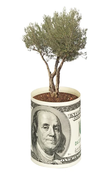 Olive tree growing from dollar bill — Stock Photo, Image