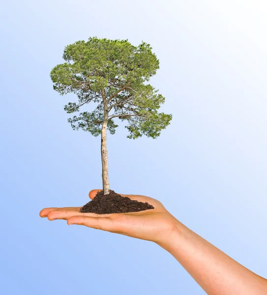 Pine in hand — Stock Photo, Image